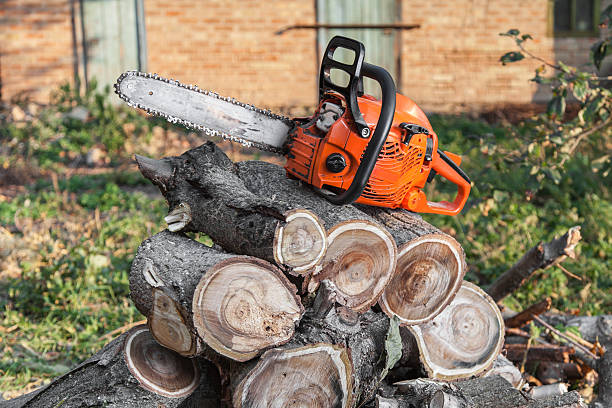 Tree Removal for Businesses in Carmel By The Sea, CA